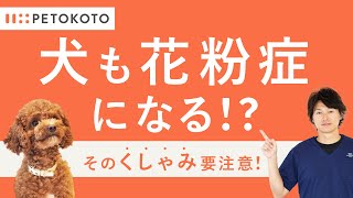 犬も花粉症になる？【犬がくしゃみ】をする原因や対策を獣医師が解説！