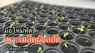 เพาะเมล็ดผักสลัดให้โตงอกง่ายๆ100% ด้วยถาดไข่ มือใหม่อย่างเราก็ทำได้