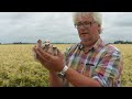 vroege vogels broedende steppekiekendief