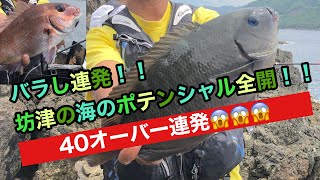 大型バラし連発！坊津での釣り＆谷山一文字＃釣り#フカセ釣り#グレ釣り#地磯#fishing＃釣りよか＃釣り最高#ショアジギング#南薩釣り#鹿児島釣り＃坊津釣り