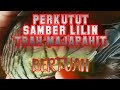 PERKUTUT SAMBER LILIN TRAH MAJAPAHIT BERTUAH ASLI LOKAL ALAM