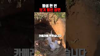 평생 한 번 보기 귀여운 아기 토끼 먹방 Cute baby Rabbits's Mukbang