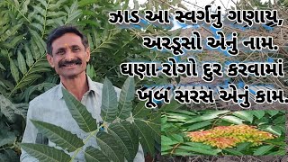 અરડૂસો...મુખરોગ, આમાતિસાર, સંગ્રહણી અને ચામડીનાં રોગોને દૂર કરનાર અદ્ભુત વૃક્ષ...