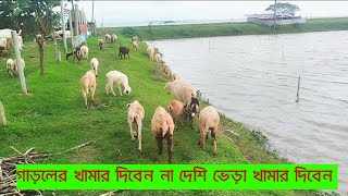 গাড়ল পালনের সুবিধা বেশি না দেশি ভেড়া পালনের সুবিধা বেশি।