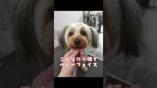 毛を放置しないで下さい #yorkie #yorkshire #ヨーキー #ヨークシャーテリア #ヨークシャテリア #かわいい