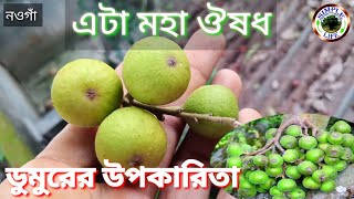 ডুমুরের উপকারিতা | ডুমুর ফল খান | এটা মহা ঔষধ | Fig fruit | Simple life