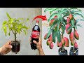 SUPER UNIQUE TECHNIQUE to propagate MANGO branches from coca~cola and effervescent tablets