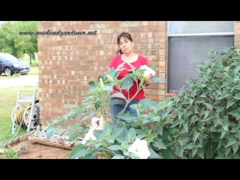 How to Grow and Use the Moon Flower How to Grow and Use the Moon Flower
