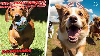 The Ultimate Guide To Dachshund Everything You Need To Know