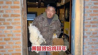 20231231-零下30度养殖家禽太难了，黄鼠狼下山给鸡拜年，养殖户损失惨重