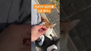 애교폭풍 길냥이를 집으로 데려왔더니#shorts#길냥이