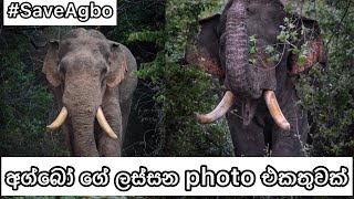 Agbo elephant best photo collection | Agbo elephant | Agbo #agboelephant #agbotusker #අග්බො 🐘