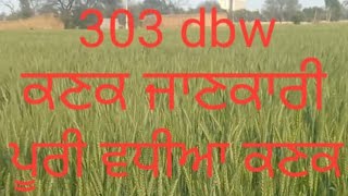 303 dbw ਕਣਕ ਜਾਣਕਾਰੀ ਪੂਰੀ ਵਧੀਆ ਕਣਕ