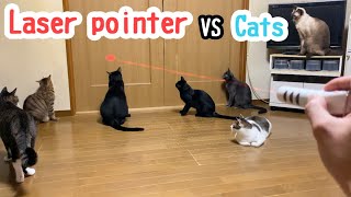 Cat VS laser pointer [English subtitles]