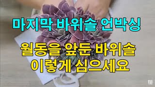 올해 마지막 바위솔 언박싱, 월동을 앞둔 바위솔 이렇게 심으세요.