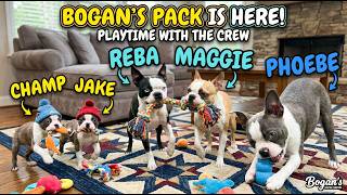 Bonus Video: Champ and Jake are officially out of the playpen again today, with Reba & Maggie!! ๐ ๐พ