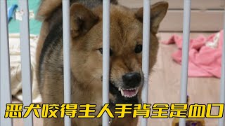 惡犬瘋狂攻擊主人，咬得手背上全是血口，全家都得躲著它走