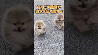 わんこの動画で癒されたら勝ちw