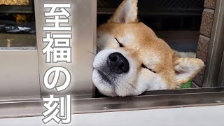 可愛いと癒しを大渋滞させてくる柴犬