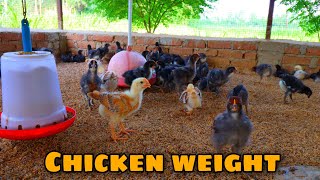 Day-16, average weight of desi chicks in my poultry farm