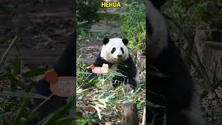 谭爷爷给花花盖被子，花花都懵了，幸福来得太突然 #pandacub #cute #pandachina #animals #giantpanda #funny #cutepanda #pets