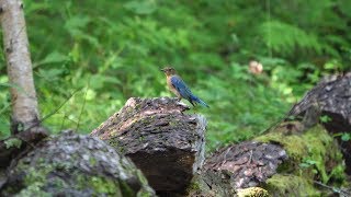 河口湖フィールドセンターのオオルリ（雄・幼鳥）その８１（4K60P動画）