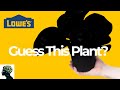 Rare Wishlist Plant Find | Lowe's Big Box Plant Shopping