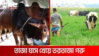 চর ধলেশ্বরীর বিখ্যাত গরু | DBC NEWS Special