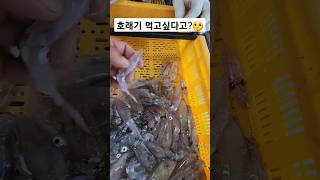 호래기 주라고? 환장흐것네 #fish #cat #shorts