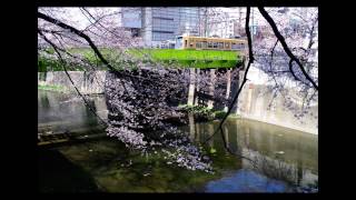 サクラ、サク ～都電荒川線 高戸橋付近にて