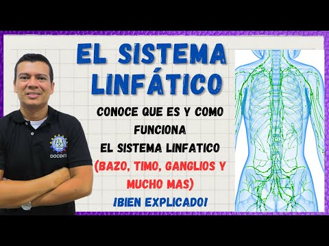 рџџ El Sistema Linfatico La Linfa Bazo Timo Vasos Y Ganglios