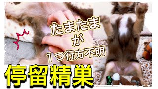 【陰睾丸.停留睾丸】去勢手術するか真剣に悩んでます【極小チワワ子犬】停留精巣。