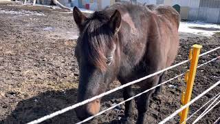 Meet our stallion Storybook Kurt Wyoming