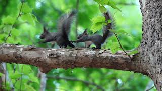 [4K]エゾリスの子供たち　Children of squirrels