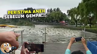 PERTANDA BENCANA ALAM!! Warga Heboh Saat Ribuan Ikan Tiba² Meloncat Ke Daratan, Fenomena Aneh 2022