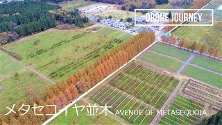 ドローン空撮 日本の風景 [メタセコイヤ並木] [DJI MAVIC MINI] - Drone Movie Avenue of Metasequoia Japan -