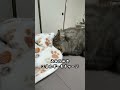 寝ぼけながらも甘えてくる猫が可愛すぎた😍　 猫　 ねこ　 マンチカン　 猫動画 猫のいる暮らし 猫好きさんと繋がりたい ねこのいる暮らし cat