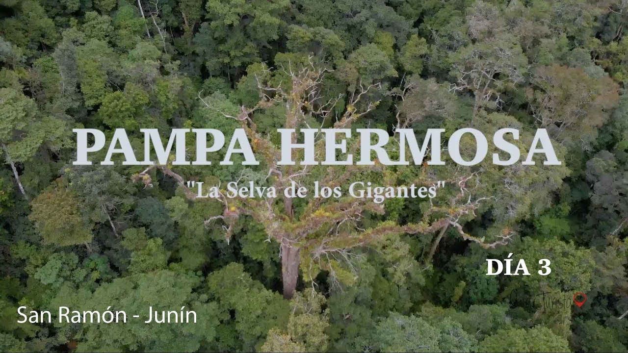 PAMPA HERMOSA, SANTUARIO NACIONAL DE ÁRBOLES DE CEDRO CENTENARIOS | SAN ...