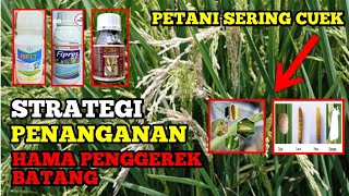 PETANI WAJIB TAU - STRATEGI PENANGANAN HAMA PENGGEREK BATANG TANAMAN PADI