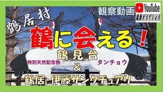 【道東どうでしょう】鶴に会える！鶴居村「鶴見台」＆「伊藤サンクチュアリ」　可以看到丹顶鹤的地方