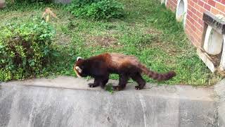 レッサーパンダの巡回（東武動物公園） 2017年8月20日