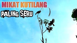 MIKAT BURUNG KUTILANG PALING SERU SUARA NGOTOT