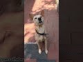 എട്ടു കോടി അല്ലെങ്കിൽ പത്തു കോടി 😂😂 funny dog short