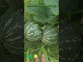 വീട്ടിലെ മത്തൻ കൃഷി 100% organic pumpkin cultivation in kitchen garden @ australia 🇦🇺 😋