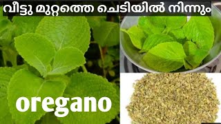 വീട്ടു  മുറ്റത്തെ ചെടിയിൽ നിന്നും ഒറിഗാനോ.... Oregano ഇനി വീട്ടിൽ ഉണ്ടാക്കാം