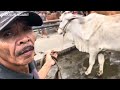 cek harga sapi terkini pasar muntilan🔥🔥