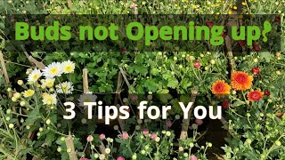 Buds not Opening up in Chrysanthemum? Here are 3 Tips for You