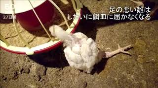 鶏肉にされるメイの27日齢　長い藁が宝物