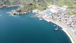 明浜町から野福峠の桜