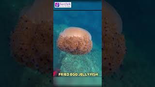 முட்டைய யாருடா கடல்ல போட்டது|| Fried Egg Jellyfish||SamTalk #Shorts